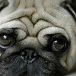 History & Exploitation of the Pug Review