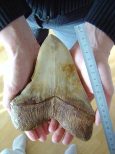 Photo of a person holding a megalodon tooth next to a ruler for measuring.